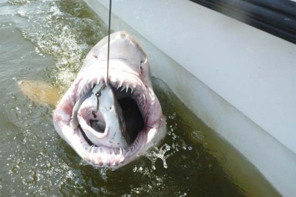 <P>Byk Balk K Yuttu</P>  <P>                            Kpekbal, daha kk bir baka kpekbaln yuttu. Delaware niversitesi Okyanus Aratrmalar Blm&#8217;ndeki aratrmaclar &#8216;kum kaplan kpekbal&#8217; yakalamaya alrken oltaya sradan bir kpekbal geldi. Daha sonra ise, asl yakalanmak istenen kum kaplan kpekbal, oltaya taklan kpekbaln yuttu. Bylece hedefe zor yoldan da olsa ulald. ABD</P>