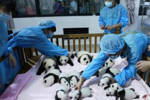 <P>14 Yavru Panda Bir Karede</P>  <P>                            in'in Sicuan eyaletindeki panda bakm evinde 14 yavru panda hayata gzlerini at. Sevimli pandalar, suni dllenme yntemi ile dnyaya geldi. En by 2 aylk ve 4 kilo arlnda en k ise henz 600 gram.Nesli tkenme tehdidi altnda olan pandalarn remesini salamak iin suni dllenme ynetimine sklkla bavuruluyor.inli bilim insanlar bu yntemle 1 ylda 17 panda yavrusunun dnyaya geldiini sylyor.</P>