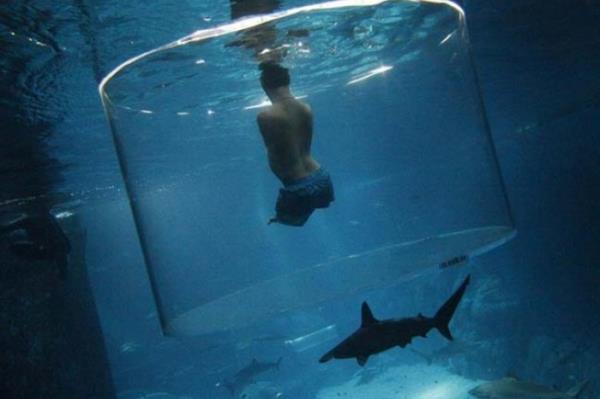 <P>HiBir ey Engel Deil</P>  <P>                            Kollar ve bacaklar olmadan doan Avustralyal motivasyon konumacs Nick Vujicic, Singapur&#8217;daki &#8216;Marine Life Park&#8217;ta, kpek balklar ile birlikte yzyor. Singapur</P>