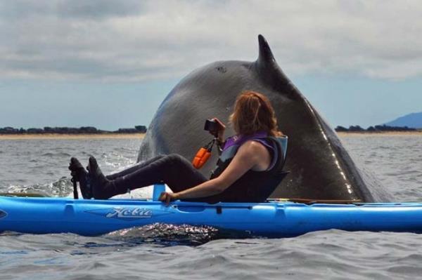 <P>Dev Srpriz</P>  <P>                            ABD'nin Kaliforniya ehrinin Monterey koyunda kano gezisine kan kreki bir ift birdenbire karlarna kan dev balinay grnce ne yapacaklarn ard. Kanoda ilerlerken bir anda yanlarnda dev balina beliriverdi, ortaya bu kareler kt. Bu fotoraflar geen hafta sonu deniz biyolou Giancarlo Thomae tarafndan ekildi. Thomae, "Yer yznn en byk canls olan balina, biz kanoda ilerlerken bize doru geldi, dokunacak kadar yaklat. Ancak hi slanmadk. nanlmazd" dedi.</P>