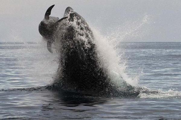 <P>Balinann Yunus Av</P>  <P>Meksika aklarnda yzen yunus kafilesi, katil balinalarla karlanca katlar ancak arkalarnda bir yunusu yalnz braktlar. Kovalamacay grntleyen fotoraf Christopher Swann, "Katil balinalar iki saat boyunca maksiumum hzla yzd. Nereye bakacamz bilemedik, takip etmekte zorlandk nk balinalar bir noktada sudan bir anda havaya ykseliyor, suya dtkten hemen sonra bambaka bir yerde tekrar gzkyordu" dedi.</P>