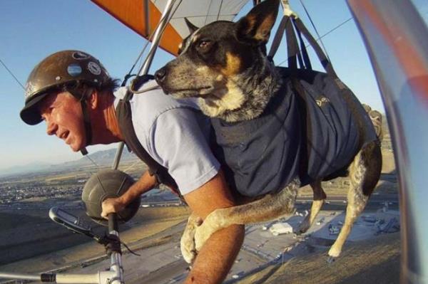 <P>9 Yldr Kpeiyle Uuyor</P>  <P>                            Dan McManus ABD'nin Utah eyaletinde profesyonel olarak paragliding ve hang gliding eitmenlii yapyor. Yllar boyunca bir ok uu yapt ve bu uularn ounda kendisine en yakn arkada olan kpei Shadow da elik etmi. Bu durum Mcmanus'un muzdarip olduu anksiyete bozukluu rahatszln kontrol etmesinde kendisine yardmc olmu. Dan, uu srasnda rahatladn ve kpei Shadow'un da kendisinden bir an bile ayrlmak istemediini belirtti.</P>