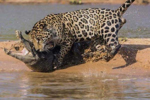 <P>Jaguar Timsah Byle ldrd</P>  <P>                            Brezilya'da Cuiaba Nehri'nde bir jaguar ile timsahn yaam mcadelesi enteresan grntlere sebep oldu. Nehir kenarna yanaan ve sa gz de kr olduu anlalan jaguar bir timsah grnce tpk bir jawsa dnt. 8 metrelik timsah dileri ve peneleri ile yakalayan 7 yandaki vahi hayvan, birka dakika iinde srngeni ldrd. Fotoraf Justin Black "Bu pozlar nasl ektiime ben bile ardm. Hayatmda byle bir olaya ahit olmamtm." dedi.</P>
