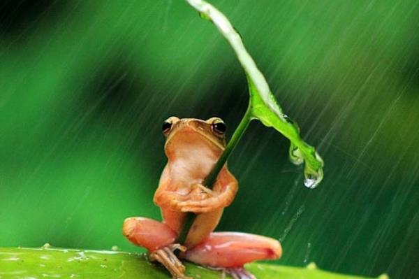 <P>Yamurdan Korunmak in...</P>  <P>                            27 yandaki fotoraf Penkdix Palme Endonezya'da yamur ormanlarnda inanlmas g bir ana tank oldu. Kk bir aa kurbaasn yamurdan korunmak iin am olduu yaprakdan uyarlama emsiyesi ile grntleyen Penkdix tarihe geecek fotoraflara imza att. te yamur damlalarndan korunmak iin yamurun dinmesini bekleyen kk yeil kurbaann o sevimli hali.</P>