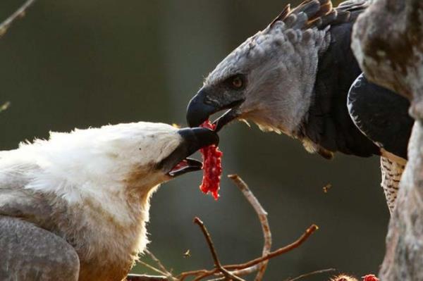 <P>Ne De Olsa Anne</P>  <P>                            Yeni ldrd hayvann etiyle yavrusunu besleyen bir anne kartal objektife byle yansyor.</P>