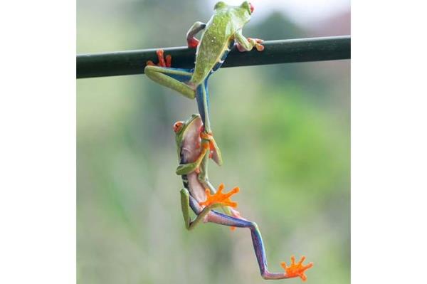 <P>Bana Bacan Ver!</P>  <P>                            Kosta Rika yamur ormanlarnda bir aaca trmanmaya alan iki aa kurbaas fotoraf Nicolas Reu tarafndan byle fotoraflanm. Arkadann bacandan tutarak trmanan kurbaann hayatta kalma mcadelesine tank olan Reu 'bu inanlmaz bir and' dedi.</P>