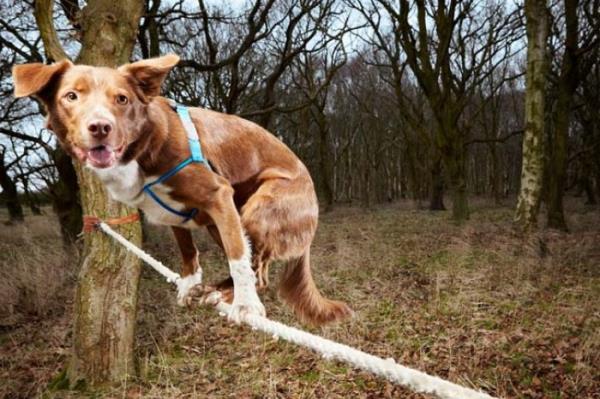 <P>Cambaz Kpek</P>  <P>ngiltere'de 4 yandaki Ozzy adndaki Collie cinsi kpek ipte yrmeyi ok seviyor.Guinness Rekorlar Kitab'na giren 4 yandaki kpek, 3.5 metrelik ip zerinde 18.2 saniyede yryerek rekor sahibi oldu.</P>