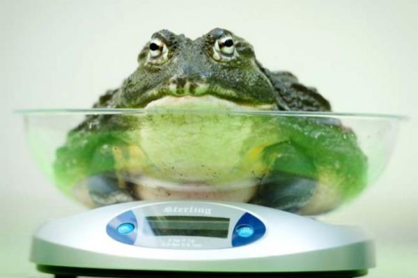 <P>Hi Kilo Verememiim!</P>  <P>ngiltere'nin bakenti Londra'da bulunan hayvanat bahesinde u gnlerde tatl bir tela yaanyor. Her yl Austos aynda hayvanat bahesinin yetkilileri, her tre ayr zen gstererek, hayvanlarn, boy ve kilolar hesaplanyor.Dnyadaki dier hayvanat baheleriyle de paylalan bu bilgiler, tehlikedeki binlerce trle kyaslama yapma ans salyor.</P>