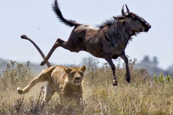 <P>Avn Sabrla Bekledi Ancak...</P>  <P>                            Gney Afrika&#8217;daki koruma altndaki bir parkta yaanan lm-kalm mcadelesi objektiflere yansd.Bir Afrika antilobu srsn izleyen aslan, aralarndan birini av olarak seti ve ataa geti. Antilop ise pes etmeye niyetli deildi ve aslandan kamak iin srad. Yerden 2 metre havaya ykselen antilob eviklii sayesinde aslann penelerinden kurtuldu. O anlar da objektiflere byle yansd.</P>