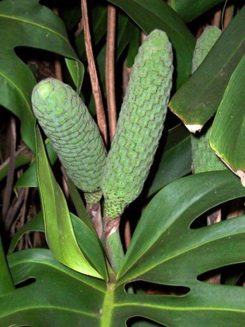 Monstera Deliciosa: Ad lezzetli canavar anlamna geliyor.