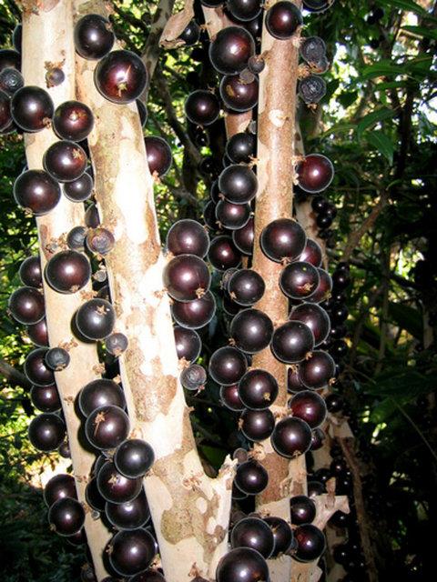 Koyu krmz renkli jabotacabalar ekerli erie benziyor.