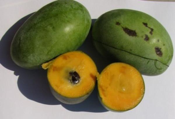 Paw paw: Bugne kadar hi Kuzey Amerika muzu diye birey duymu muydunuz? Duymadysanz eer paw paw bu meyvenin ta kendisi.