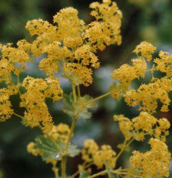 Gn boyunca 3 bardak taze demlenmi ay iilmesi nerilir.