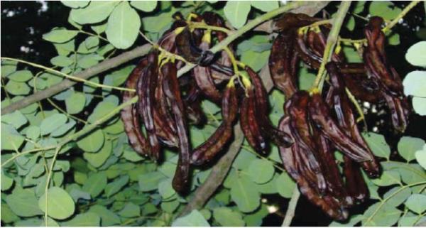 KEBOYNUZU: Pekmezi kanszla ok iyi gelir. yi bir demir deposudur.