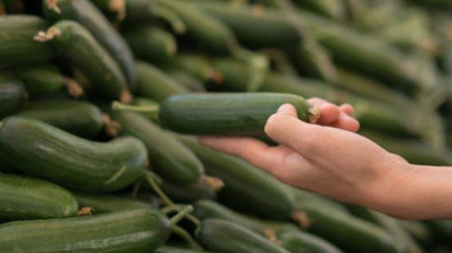 Havalarn snmaya balamas fidelerin geliimini olumsuz etkileyebilir. Salatalk scak havalarda strese girer ve verimi der. Mini sera yntemi, bu sorunlar zmek iin ideal bir zm olabilir. 5 litrelik pet ielerle oluturulan bu sistem, tohumlarn dorudan bahede imlenmesini salar, imlenme hzn artrr ve fideleri d etkenlerden korur.