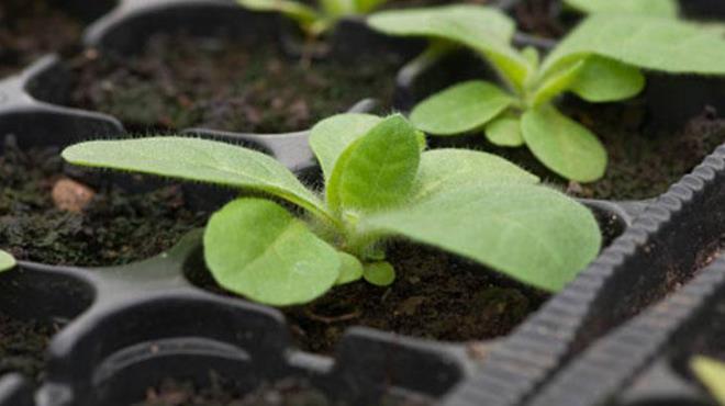 Tohumlar toprakla buluturduktan ve mini seralar yerletirdikten sonra, sreci zamana brakn. Ortalama 14 gn iinde tohumlarn ou imlenir. Baz tohumlar erken imlenerek birinci veya ikinci gerek yapran olutururken, bazlar daha ge imlenebilir.
