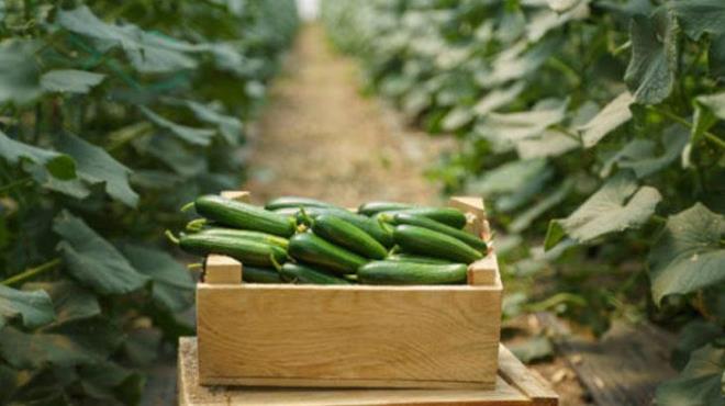 Tohumlar ektikten sonra kenarlarndan can suyunu vermelisiniz. Suyun tohumu yerinden oynatmamasna dikkat edin. Can suyu, tohumun topraa tutunmasn ve imlenme srecini balatmasn salar. Kesip hazrladnz 5 litrelik pet ienin dip ksmn, ektiiniz tohumun zerine kapatn. ienin kapan takmay unutmayn. Kapak ak braklrsa, sera etkisi kaybolur ve imlenme sreci yavalar.
