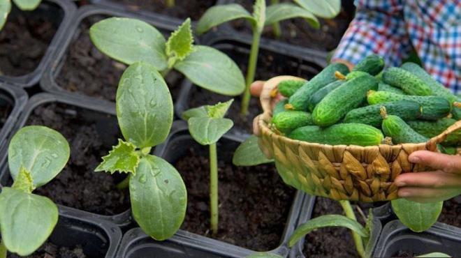 Salatalk fideleri, ilkbaharn serin gnlerinde en iyi geliimi gsterir ve yaz aylarnda meyve verir. Ancak, viyollerde tohum imlendirme, fideye dnm ve baheye aktarma sreci zaman kaybna neden olabilir. Bunun yerine mini sera yntemini deneyebilirsiniz. Uygulamak iin aadaki admlar takip edebilirsiniz.