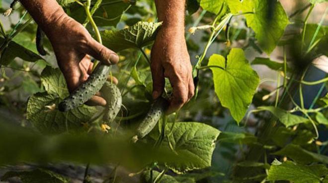 Fideler 4-5 yaprak aamasna ulatnda, her birinin dibine bir destek ubuu akn ve gvdelerini bu ubuklara balayarak sarlarak bymelerini destekleyin. Mini sera yntemi, tohumlarn imlenmesini byk oranda hzlandracaktr. Ayrca maliyeti de olduka dktr.