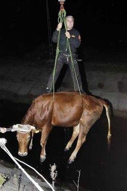 Antalya'da kanala den inek iin herkes seferber oldu. Ancak gururlu zafer pozunu vermek yukardaki beyefendiye ksmet oldu...