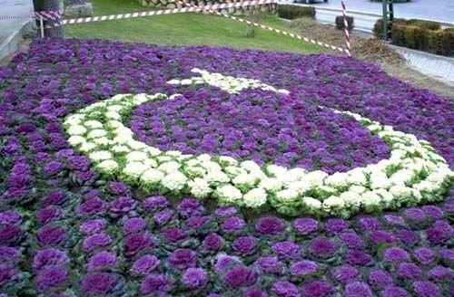 Konya Bykehir Belediyesi tarafndan Aladdin Tepesi'ne ieklerle yaplan mor renkteki Trk Bayra figr grenleri artyor. Yetkililer "figrde ay ve yldz n plana karmay hedefledik" diyor.