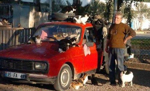 KEDLERN AYAINI YERDEN KESM!