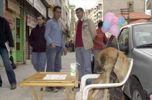 Ahmet Bey, insanlarn hayvan sevgisine dikkat ekmek amacyla "Grkem" adn verdii kurt kpeini, nne "Kemik iin yardm, teekkrler" yazl dviz brakp dilendirdi, az vatandalarn, "Bir kpee bakamyorsun, dilendiriyorsun. Yazklar olsun sana" eklindeki tepkileriyle karlat.