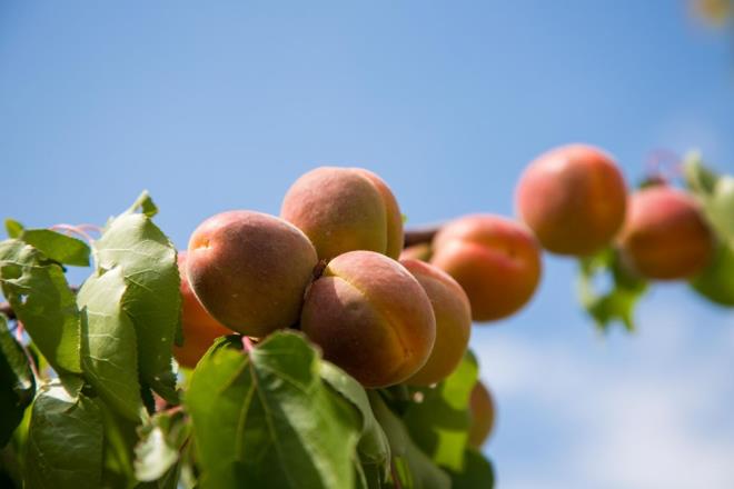 Scak hava nedeniyle kaysnn erken olgunlatn belirten avdar, "rnlerimiz gzel, tm reticilerimize bol ve bereketli bir sezon diliyorum." dedi.