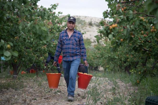 iler, sabah erken saatlerde baladklar mesailerinde olgunlaan kayslar zenle topluyor.