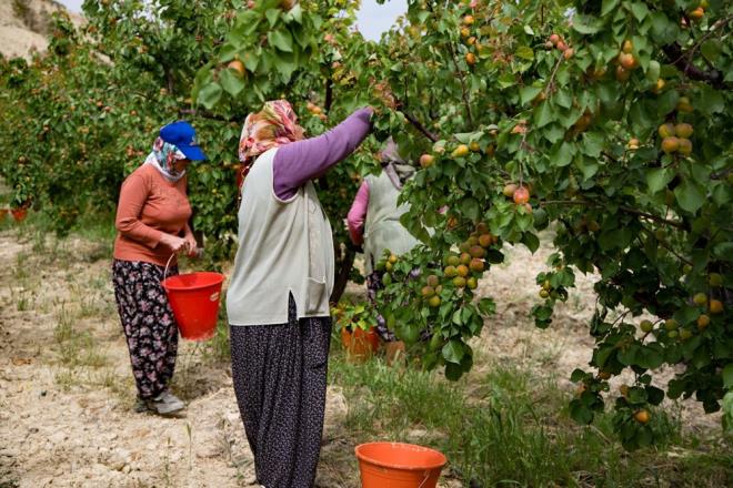 reticilerden Ali avdar, AA muhabirine, tad, rengi ve aromasyla ne kan tescilli lezzette bu yl verimin iyi olduunu syledi.