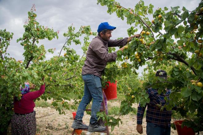 retici Kutlay Emdirme de hava artlarnda olumsuz bir deiim olmazsa bereketli bir sezon geireceklerini kaydetti.&#8203;&#8203;&#8203;&#8203;&#8203;&#8203;