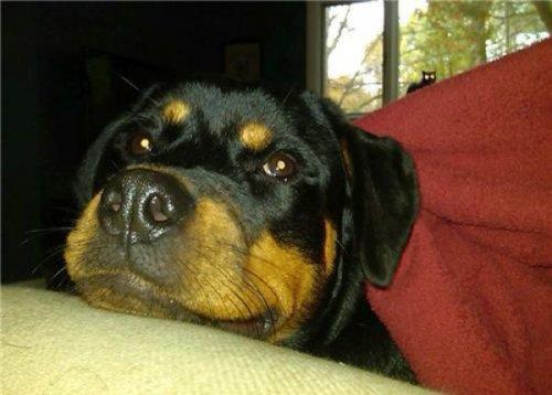 te amalanan kareleri bozan pozlar.