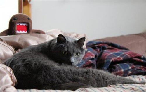 te amalanan kareleri bozan pozlar.