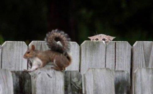 te amalanan kareleri bozan pozlar.