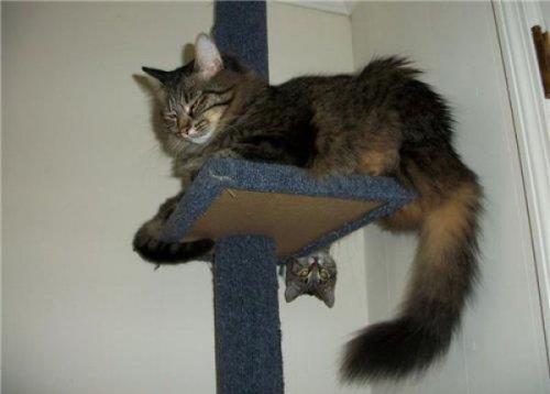 te amalanan kareleri bozan pozlar.