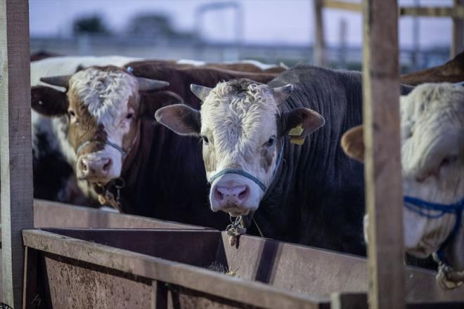 Daha ok kurbanlk geldi ama fiyatlar yksek<br>  Tarm ve Orman Bakan brahim Yumakl'nn verdii bilgiye gre bu sene bykba hayvanda geen sene kesilen kurbandan yzde 60 daha fazla kurbanlk piyasada. Kkbata ise geen sene kesilen hayvanlarn yzde 55 daha fazlasn kurbanlk olarak arz edildi. Bu arta ramen kurbanlk fiyatlar alp ban gitmi durumda.
