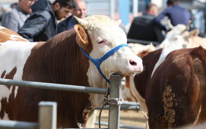2025 yl kurban bayram 6 Haziran'da kutlanacak. Kurbanlk pazarlar hareketlenmeye balad. 2025 ylnda ok daha fazla bykba ve kkba hayvan sata sunuldu. Ancak kurbanlk fiyatlar 2025 ylnda hayli tuzlu oldu. Bykba kurban fiyat 400 bin liray bulurken, kkba kurban fiyat 20 bin lira civarnda. Bu sene Migros ve CarrefourSa kurbanlk sat yaparken, A101 ve OK kurban sat yapmyor. Marketlerde de kurban fiyatlar yksek. Vakflarn kurban ba da belli oldu.