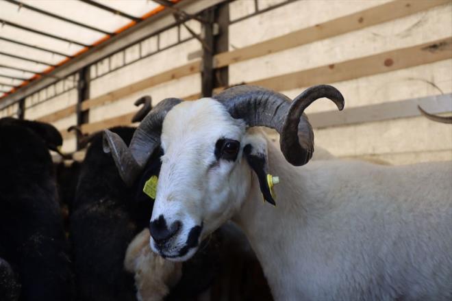 Kkba kurbanlk fiyatlar: Koyun kei... <p>  Kurbanlklarn fiyatlar blgelere gre deiiyor. Kkba kurbanlklarda canl kilogram fiyat 270 lira ile 300 lira arasnda deiiyor. Kkba kurbanl 11 ile 20 bin lira arasnda bulmak mmkn.