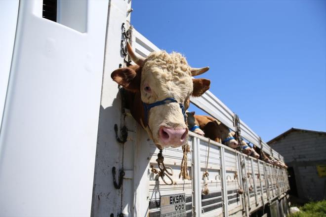 6 Haziran'da kutlanacak olan Kurban Bayram ncesinde kurbanlk tela balad. Tarm ve Orman Bakan brahim Yumakl, "Bu sene kurbanlkla ilgili hibir sorunumuz yok" derken, vatanda kurbanlk fiyatlaryla akna dnm durumda. stanbul'da en ok bykba hayvan sat yaplrken, 400 bini bulan rakamlar var... Kkba hayvanda da rakamlar 20 bini geiyor... Kurban alrken salk durumunu belirlemek iin Tarm Bakanl'nn bir uygulamas var, onu mutlaka indirin. Kpeyi okutup hayvann gemiini renebiliyorsunuz. te kurbanlk fiyatlar, kurban kesim yerleri ve kurban kontrol uygulamasna dair bilgiler: