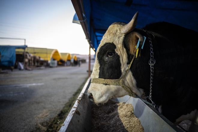 BU UYGULAMAYI NDRN KURBANIN GEMN RENN<p>   Tarm ve Orman Bakanlnn "Tarm Cebimde" uygulamas ile kurbanlklarn kontrolne imkan veriyor. Bu uygulamay indirip, hayvann kulandaki kpeyi okutuyorsunuz ve sorgula tuuna basnca hayvann yan, alarn ve sevk raporlarn grebiliyorsunuz.