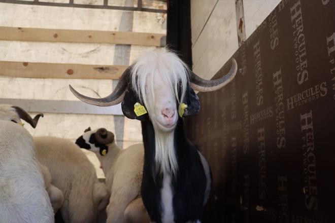 MGROS KURBANLIK FYATLARI<p>  Arl ortalama 30-35 kilogram (kg) ve koli arl yaklak 12-16 kg olan kurbanlk Karaman kkba 15 bin 950 lira, arl ortalama 38-42 kg ve koli arl yaklak 16-20 kg kurbanlk Kvrck kkba 19 bin 950 lira ve en fazla 1/7 hisseli bykba kurbanlk ise sakatat iermeden yaklak 23-27 kg kemiksiz et olmak zere 26 bin 950 liradan sata sunuluyor. Tm kesimlerde kurbann yaklak arl mterinin bilgisi dahilinde olup, kurbanln kilosunun belirtilen miktardan fazla olmas durumunda, fazla olan miktar ayn paket ierisinde teslim ediliyor.  Bykba kurbanlklar en fazla 7 hisse olacak ekilde eit paralar halinde sakatat iermeden kemiksiz ekilde paketlenirken, kurbanlk kvrck kkba ve Karaman kkbalar koli iinde 2 but, 2 kol, 2 kafes, 1 gerdan ve 1 bbrek yata olacak ekilde hazrlanyor.