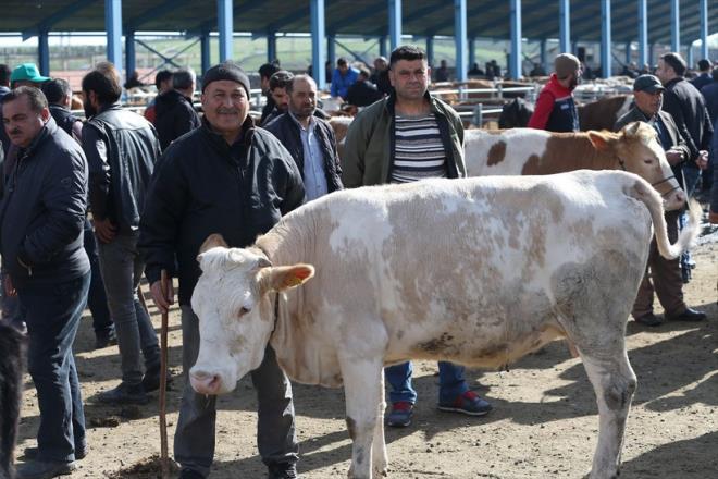 STANBUL BB KURBANLIK KESM YERLER<p>    stanbul Bykehir Belediyesi (BB), Avrupa ve Anadolu Yakas'nda toplam 4 tesiste kurban sat ve kesim hizmeti sunacak. Belediyeden yaplan aklamaya gre, Avrupa Yakas'nda Eypsultan Alibeyky'de, Anadolu Yakas'nda ise Ataehir Ferhatpaa, Pendik Kurnaky ve Sancaktepe Paaky'de olmak zere 4 noktada kurban sat ve kesim hizmeti verilecek.