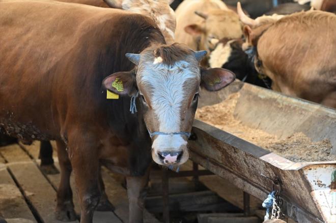 <strong>VAKIFLARIN KURBANLIK BAI CRET 2025 yl<br></strong>Kurban kesmek yerine ba yapmak isteyenler iin vakflar da rakamlarn aklad. <br>Rakamlar yle:<br>-Mehmetik Vakf : 14.500<br>-Kzlay yurt ii kurban ba 13.250, yurt d kurban ba&nbsp;5.250<br>-Trkiye Diyanet Vakf&nbsp; kurban&nbsp;hisse bedelini 13 bin 500 lira<br>-Darafaka kurban ba : 12.500 TL<br>-LSEV kurban ba :&nbsp;15900<br>-Yeryz Doktorlar Gazze iin kurban ba 15.000 TL,