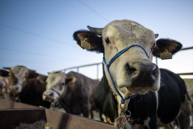 Bykba kurbanlk fiyat<br>  Anadolu illerinde kurbanlk fiyatlar nispeten daha hesapl. Ancak stanbul'da fiyatlar yksek. stanbul Kkekmece'de bulunan hayvan pazarnda en ok bykbalar satld. Fiyatlar 250 bin ila 380 bin arasnda deiiklik gsteriyor.