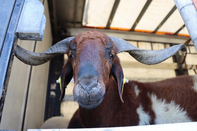 Carrefour Kurbanlk fiyat<p>  CarrefourSA kurbanlk paketleri hazrlyor. Kurban canl olarak mobil uygulama zerinden alabiliyorsunuz. Fiyatlar teslimat gn ve baa gre deiiyor. Bykba standart hisse fiyat 25.950 lira, 4. gn teslimatta 23.950 liraya iniyor. Ba yaplacaksa hisse fiyat 19.950 lira. Kkba kvrck standart fiyat (16-20 kg) 20.950, ba fiyat 18.500, 4. gn teslim fiyat 19.950. Karaman kkba standart (12-16 kg) fiyat 18.500, ba fiyat 15950, 4. gn teslim fiyat 17.500 lira.