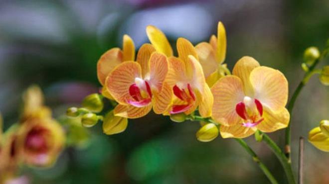 Ev bitkileri arasnda zel bir yere sahip olan orkidelerin salkl bir ekilde bymesi iin Aada, orkide bakmna dair be temel aamay derledik. ieklendirmek ite bu kadar basit.