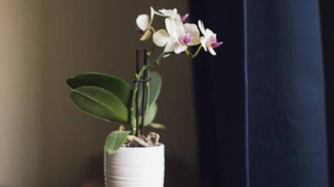 Orkidelerin salkl geliimi iin sulama, en kritik faktrlerden biridir. Orkideler, ar sulamaya kar hassas bitkilerdir. Ayrca sulama ncesi mutlaka kklerin rengine dikkat etmeniz gerekiyor. Ancak kkler yeil renkteyse, sulama yaplmamal.