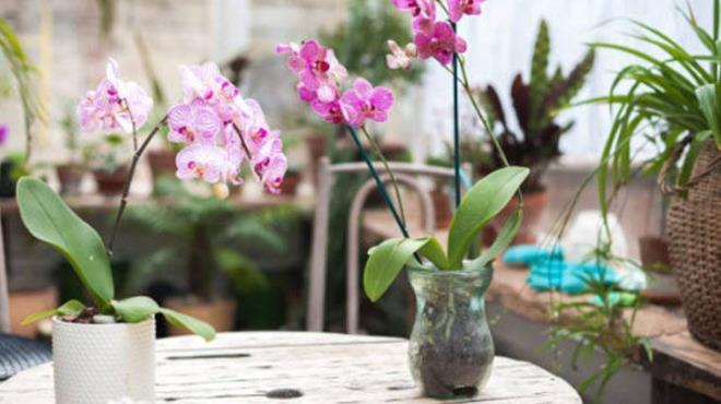 Aloe Vera?nn gbre olarak kullanm da olduka etkilidir. Kk paralara ayrlan Aloe Vera yapraklar, 200 ml su ile blenderda pre haline getirilip szlerek sv bir gbre hazrlanabilir. Bu karma, zellikle ilkbahar ve sonbahar aylarnda, bir adet B vitamini tableti eklenerek orkidelerin canlanmas salanabilir.<p>Orkidelerin salkl bymesi ve dzenli iek amas iin doru konum ve k koullar byk nem tar. Orkideler, dolayl ancak parlak  tercih eder. Dorudan gne , yapraklarda yanklara neden olabilir. Ik ve konum koullarn doru ayarlamalsnz.