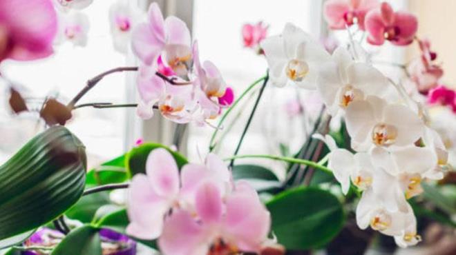 iekleri solan dallar, doru ekilde budanmaldr. Budama ilemi srasnda, bo boumlar kesilerek dolu boumlar braklmaldr. Kesim, keskin ve steril bir makasla, bo ve dolu boumlar arasndaki noktadan tek seferde yaplmal. Budama sonras dal ularnn kurumas ise doal bir sre.