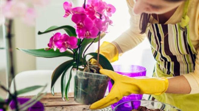 Aloe Vera, orkide bakmnda hem gbre hem de ieklendirme iin etkili bir doal yntem olarak ne kar. Aloe Vera yapranda bulunan jel, hormon benzeri etkileriyle bitkinin bymesini ve iek dal retimini destekler. iek dal veya keiki retimini tevik etmek iin Aloe Vera jeli, budama sonras st boumlara uygulanabilir. Bunun iin, taze kesilmi Aloe Vera yaprandan jel almanz gerekiyor. Aloe Vera yapraklar, boumdan yeni dal veya keiki kana kadar dzenli olarak yenilenebilir.